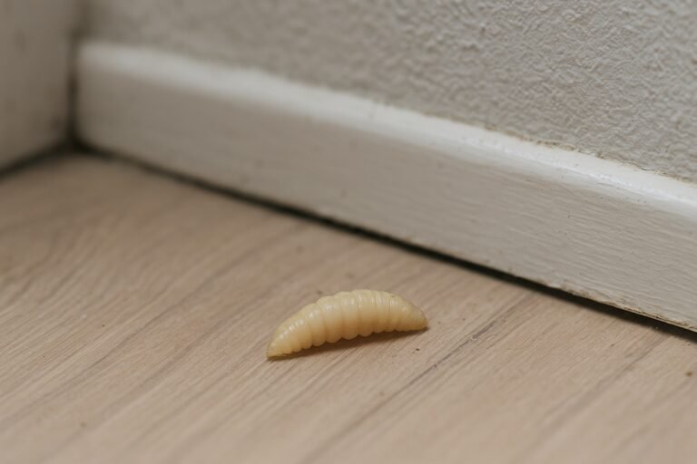 Asticot dans la maison signification