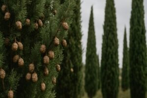 Cyprès inconvénients