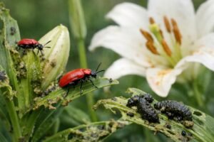 Comment se débarrasser du criocère du lys