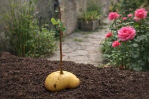 bouture rose pomme de terre